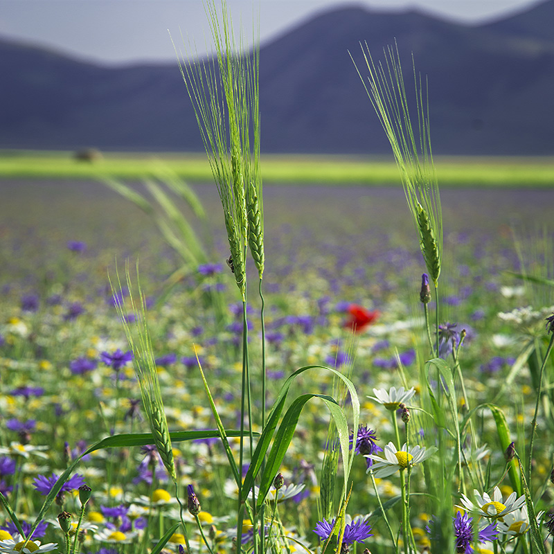 Castelluccio di Norcia