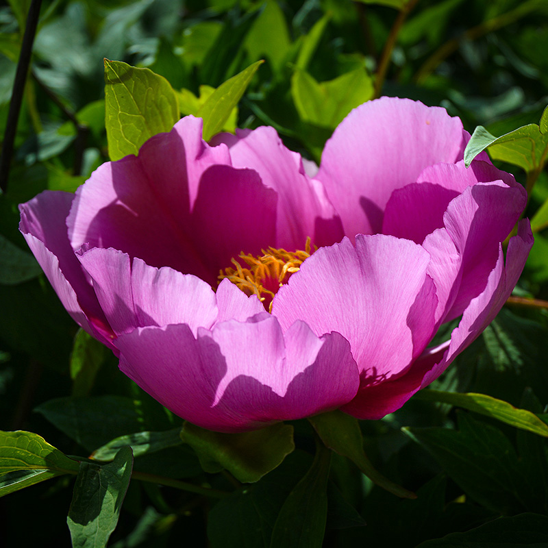 peonia