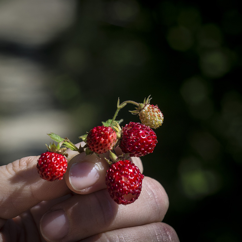 fragole di bosco